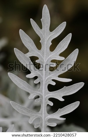 close-up of a single greyish-white, velvety leaf of a centaurea gymnocarpa against a blurry background