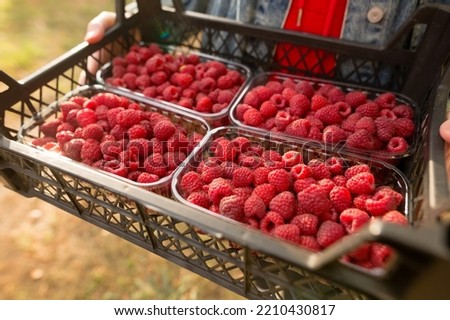 Female hands holding fresh red raspberries freshly harvest in plastic container box on background branch of berries at sunset. Healthy eating, dieting fruits. 