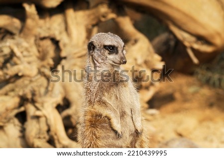 A meerkat in an alert position