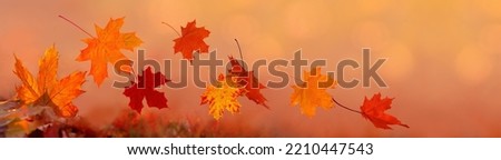 Flying autumn maple leaves isolated on warm autumn background. Fall leaves for black friday sale and Halloween price drop or seasonal banner with autumn foliage. Royalty-Free Stock Photo #2210447543