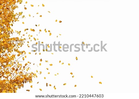 Flying autumn leaves isolated on on white background. for seasonal banner of weather or calendar with fall leaves. 