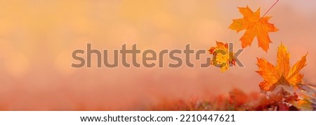 Orange maple leaves flying on warm autumn background. Fall leaves for black friday sale and halloween price drop or seasonal banner with autumn foliage.  Royalty-Free Stock Photo #2210447621