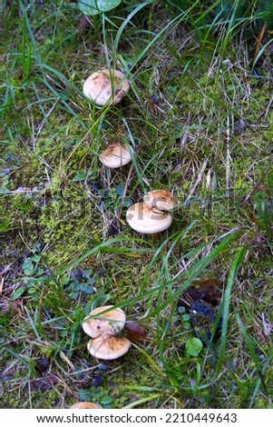 Mushrooms at border of hiking trail at mountain village Versam, Canton Graubünden, on a blue cloudy autumn day. Photo taken September 26th, 2022, Versam, Switzerland.