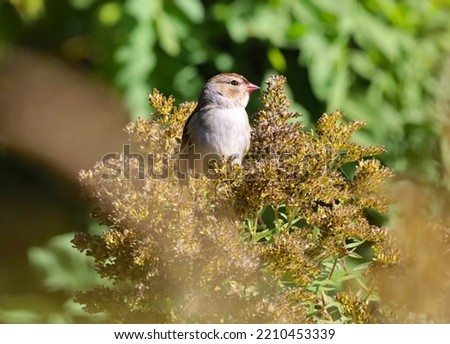 Cute Sparrow perched on a wild plant.