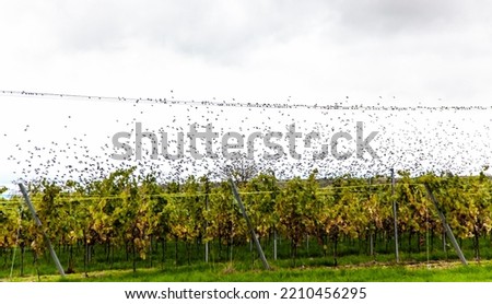 Common Starling Birds (Sturnus vulgaris) on wires in the nature. Flock of starlings sitting on a high voltage power line in the vineyard. Abstract nature. Flying birds. Birds silhouettes 