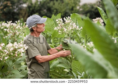 Side view picture of a farmer checking the tobacco flower head