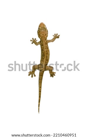 House lizard is isolated with brown polka dots , object on white background with clipping path