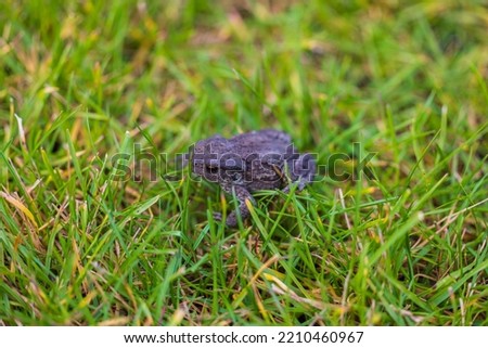 Beautiful сlose up view of frog on green grass background.