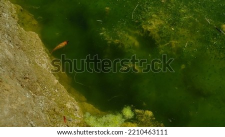 A Fish in the Canvas.      Natural Green Aquarium.