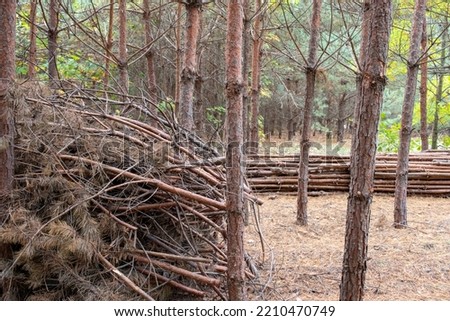 Pile of logs, stack of wood in pine tree forest. Sanitary logging, harvesting of timber for wood fuel. Cleaning forest from dry branches and trees. Forest hygiene. 