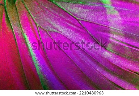 Bright purple butterfly wings. Butterfly wings texture background. Detail of morpho butterfly wings. Close up.  Royalty-Free Stock Photo #2210480963