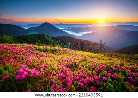 Breathtaking summer scene with blooming hills in the morning. Location Carpathian mountains, Ukraine, Europe. Perfect summertime wallpaper. Photo of nature concept. Discover the beauty of earth.