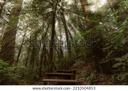 Green forest with wooden walkways nature of trees misty environment in deep forest Landscapes, scenery, trails, trekking and idyllic sites on sunlight in Asia, Doi Inthanon, Chiang Mai, Thailand. Royalty-Free Stock Photo #2210504853