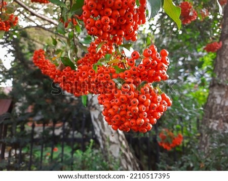 Clusters of red rowan on blurred background of nature. Selective focus. Autumn rowanberries in large bunch in foreground. Defocused. Unsharply. Autumn concept in the city Royalty-Free Stock Photo #2210517395