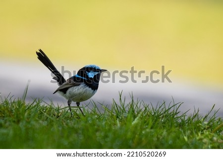 Close up of a Superb Fairy-wren standing on grass against a clean background (scientific name Malurus cyaneus)