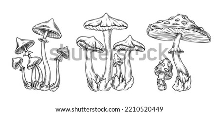 Set of poisonous mushrooms. Sketches of inedible forest or wild fungi. Pale grebes, false mushrooms and fly agarics dangerous to humans. Cartoon flat vector collection isolated on white background Royalty-Free Stock Photo #2210520449