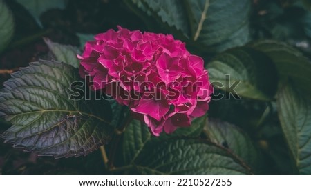 Beautiful large flower of bright pink hydrangea on a bush growing in the park, close-up side view.