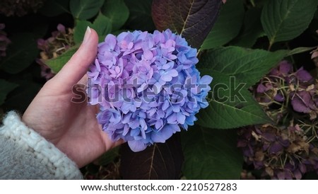 The hand of a young caucasian woman holds a beautiful large purple-blue hydrangea flower on a bush growing in the park, close-up side view.