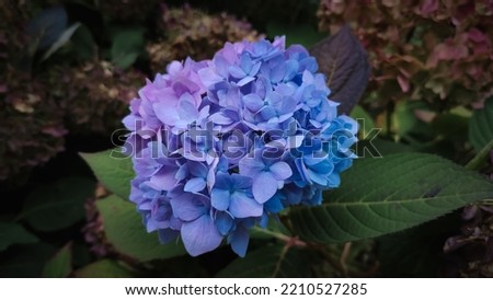 Beautiful large flower of purple-blue hydrangea on a bush growing in the park, close-up side view.