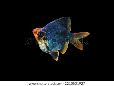 Deep Blue short body tiger barb (Sumatra barb) on isolated black background. Puntigrus tetrazona is freshwater ornamental fish.