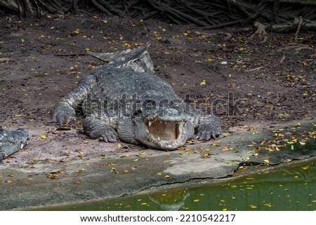 Large combed crocodile (Crocodylus porosus) lies on the ground with its mouth open next to the green water. This is how they regulate body temperature. Royalty-Free Stock Photo #2210542217