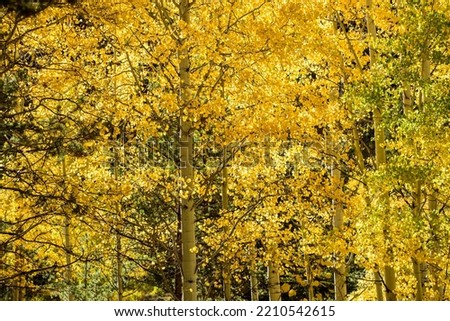 Aspen tree in full fall color