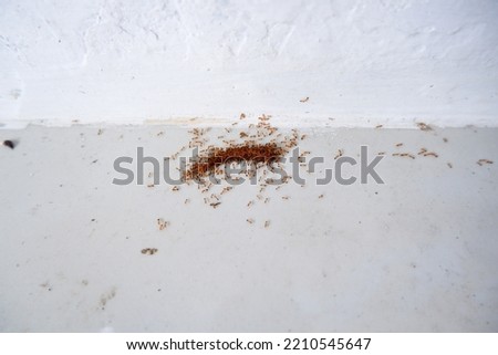 The small fire ant (Wasmannia auropunctata), also known as the electric ant, is small, golden brown in color, eating dead worms

