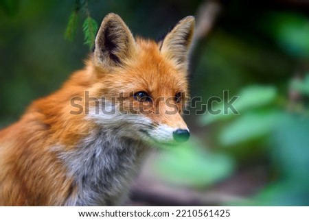 Portrait of a red fox (Vulpes vulpes) in the natural environment
