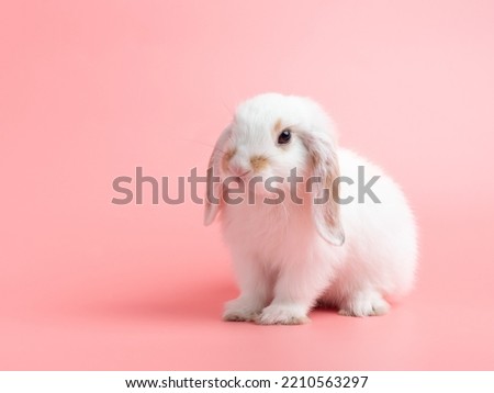 Baby white holland lop rabbit sitting on pink background. Lovely action of young rabbit. Royalty-Free Stock Photo #2210563297