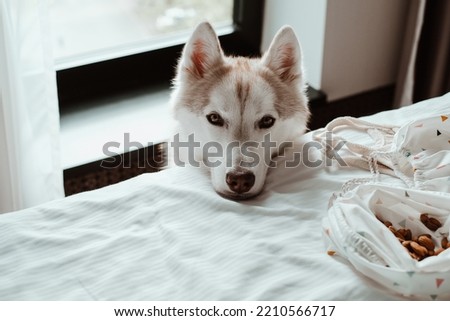 Beautiful Siberian husky dog with lying a head on a bed. Cute images of Siberian husky dog of pale yellow color at home, cozy atmosphere, resting mood.