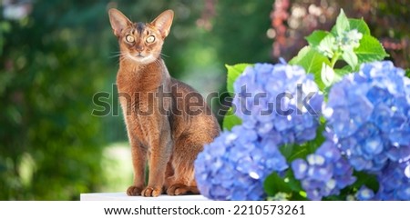 Abyssinian cat, sitting on a terrace with flowers blue hydrangea. High quality advertising stock photo. Pets walking in the summer