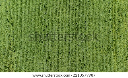 a field of sunflowers from a height. bright view of the field from the height of the field of sunflowers from the height, smooth rows of plants. parallel planted plants, background picture