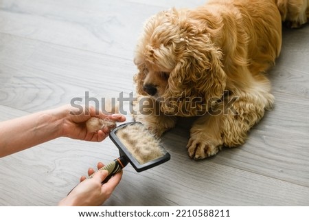 Woman brushing her dog. Pet care concept. Adorable American Cocker Spaniel lying on the floor at home. Royalty-Free Stock Photo #2210588211