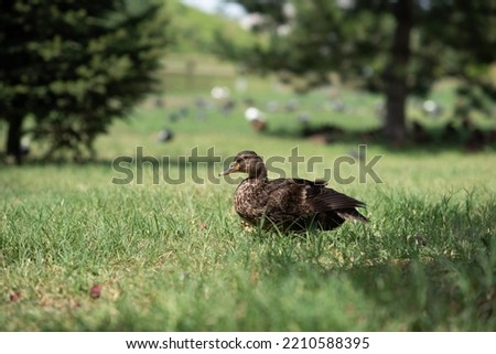 Wild duck in the city park on green grass. Summer.