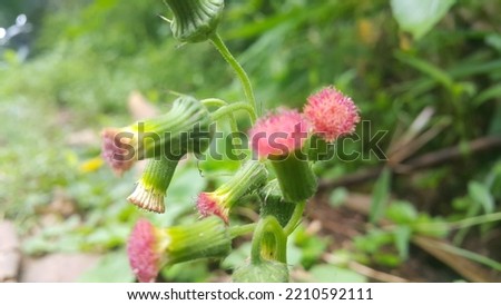 photo of wildflowers plant leaves green red yellow purple houseside background