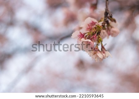 Cute and little sakura cherry blossom wallpaper background, Ueno, Japan