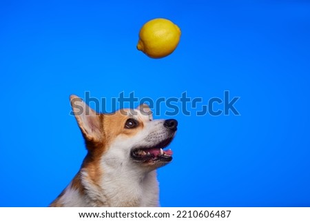 A ripe yellow lemon hangs over the dog's head on a blue background. Funny dog corgi plays with lemon on a blue background in the studio.