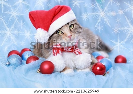 New Year holiday background. Cat with Green Eyes in a Santa Claus Hat lies on a blue  background. Christmas Cat with Christmas balls and decoration. Winter season. Decoration for greeting cards. Xmas