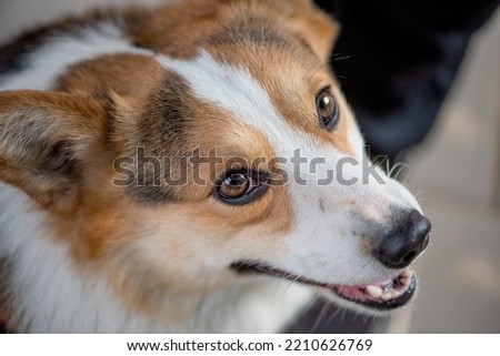 Close up of the lovely Welsh Corgi