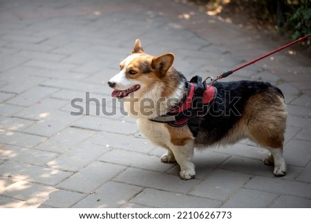 Close up of the lovely Welsh Corgi