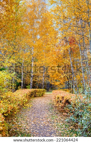 Autumn landscape park