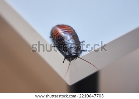 The insect is a Madagascar cockroach or beetle. Animals of our planet.