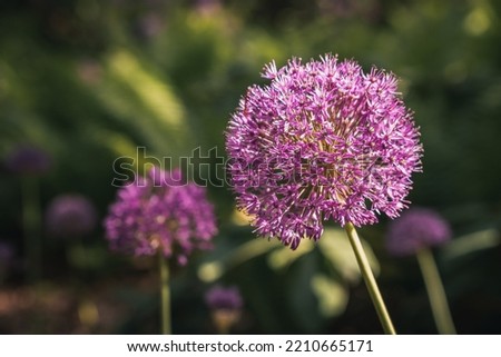 Isolated purple round flowers of Giant Onion (Allium Giganteum) in a dark mystical forest (park). Bokeh and blurred background. Pink and violet blossoms in English Garden.