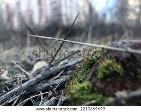 A picture of germinating moss