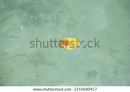 Yellow dry leaves float on the surface of the sea.