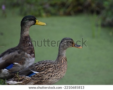 Male and a female duck in the Japanese Garden in Avenham and Miller Park in Preston, Lancashire 