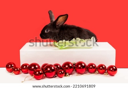 One black rabbit sits at the table and eat cabbage. Red Christmas balls on a white background. Hare is the symbol of 2023 according to the eastern calendar. New Year holiday postcard. Vegetarian food.