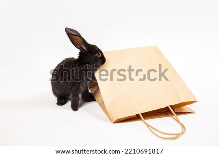 One little black rabbit sit near craft paper package isolated on white studio background. Hare is a symbol of 2023 year by the eastern calendar. Shopping in pet store. Discount concept. Card.