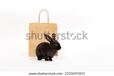 One little black rabbit sit near craft paper package isolated on white studio background. Hare is a symbol of 2023 year by the eastern calendar. Shopping in pet store. Discount concept. Card.