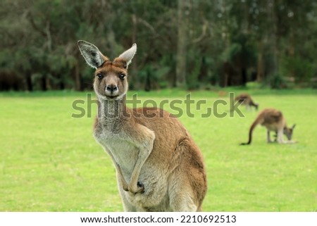 A kangaroo in nature .